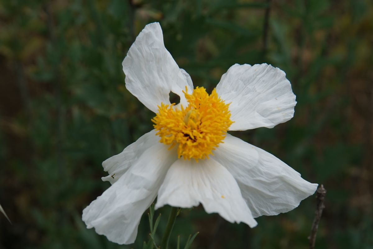 DSC07484.jpg