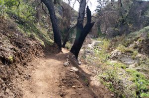 The newly built section of trail, passing between two trees.