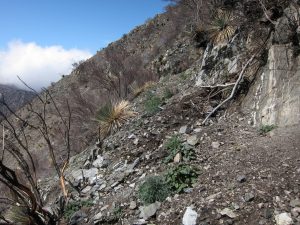 Station fire damage to Strawberry Peak trail
