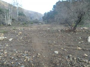 Mud has buried the main Sycamore Canyon Trail. Photo by Dave Edwards.