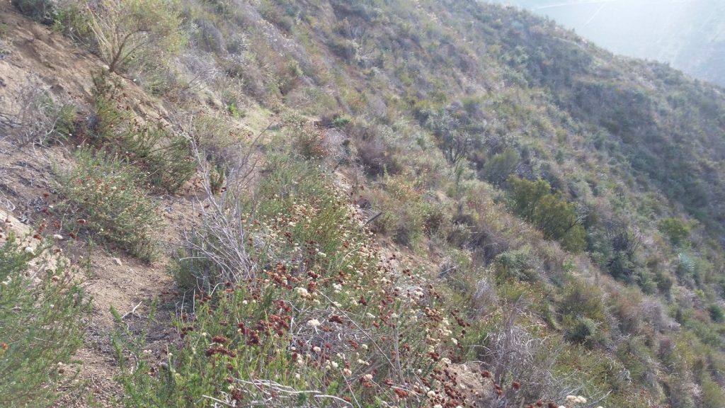 The trail is heavily overgrown