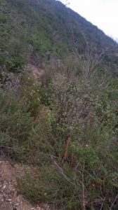 The Ken Burton trail goes right up the middle of this picture. It's hard to find.