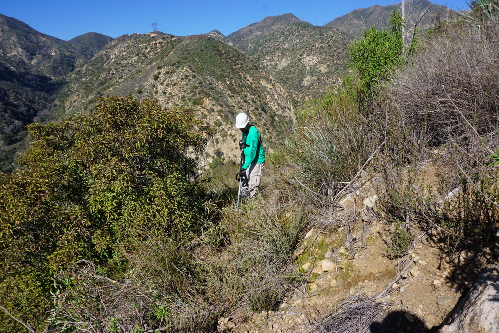 Clearing Brush has been a major component of this project