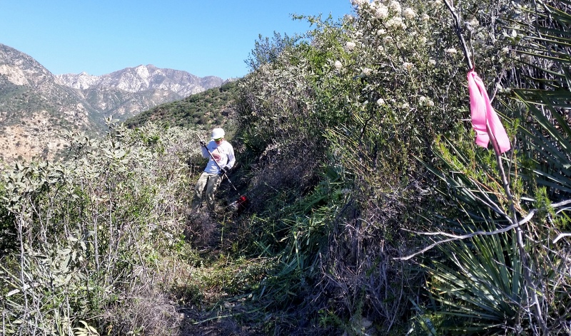 Swamping the first pass with the hedge trimmers